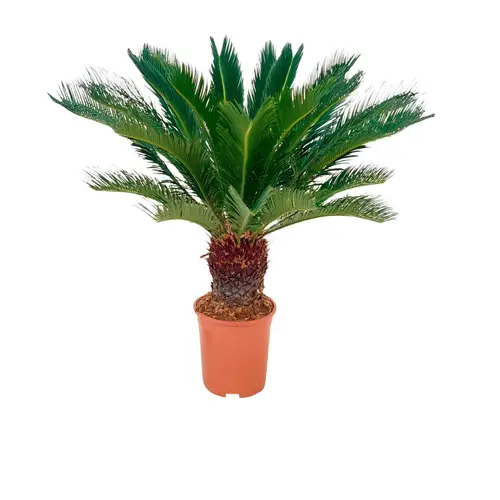 Japansk koglepalme, Cycas revoluta, Ø27 cm potte