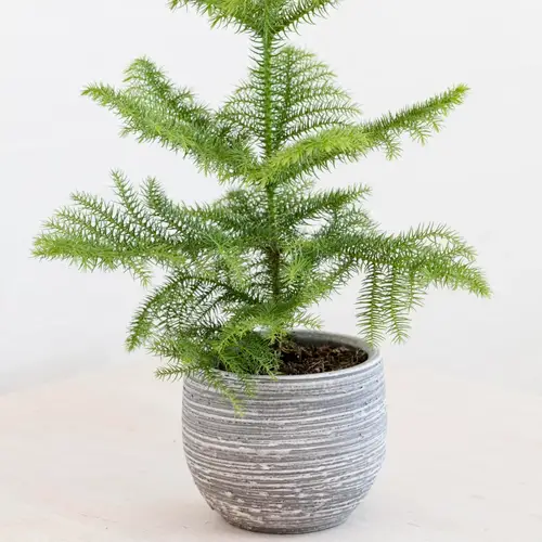 Stuegran, Araucaria heterophylla, Ø17 cm potte