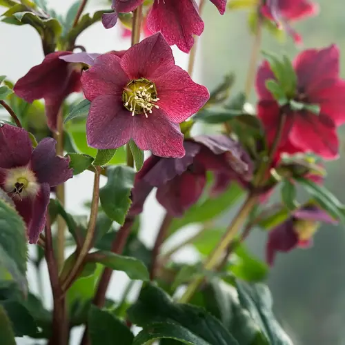 Vinterklokke i lerpotte, Helleborus orientalis, Ø20 cm potte