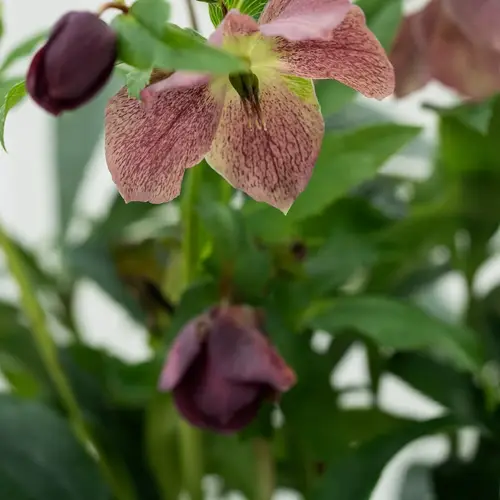 Vinterklokke, Helleborus Victoria i lerpotte, Ø20 cm lerpotte