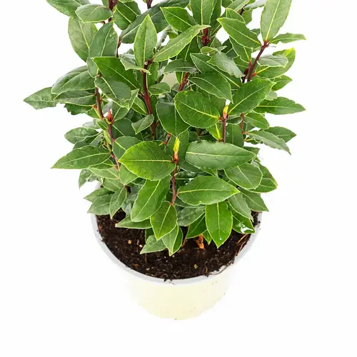 Ægte Laurbær, Laurus 'Nobilis', Ø14 cm potte