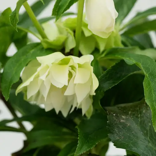 Vinterklokke, Helleborus Amalia i lerpotte, Ø20 cm lerpotte