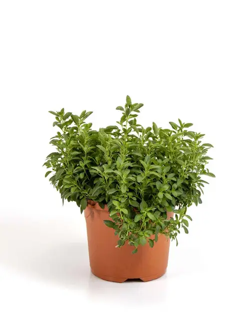 Krukke oregano, Origanum majorana, Ø19 cm potte