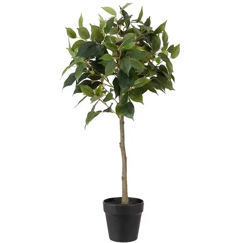 Mr Plant, Benjaminfigen 75 cm