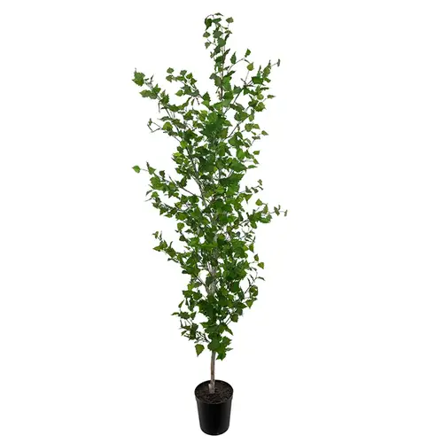 Mr Plant, Birke Træ 250 cm