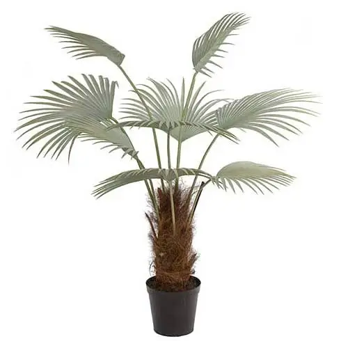 Mr Plant, Palme 150 cm