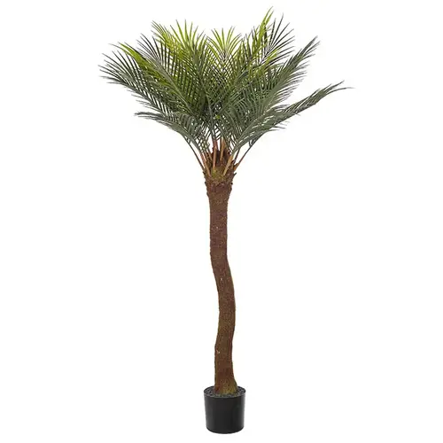 Mr Plant, Cycas Palme 90 cm