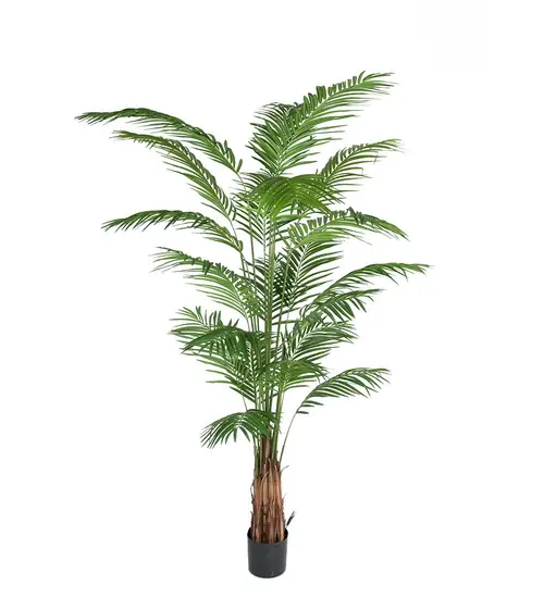 Mr Plant, Arekapalme 240 cm