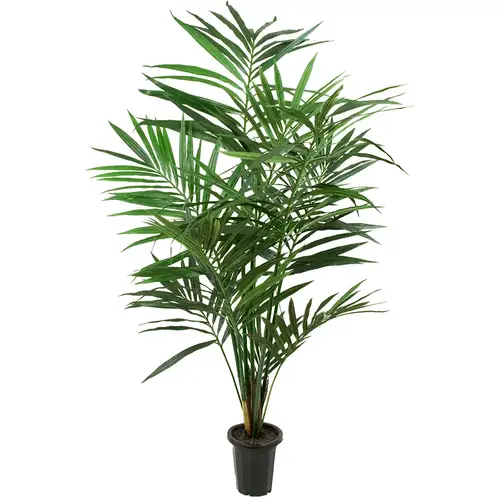 Mr Plant, Kentiapalme 150 cm