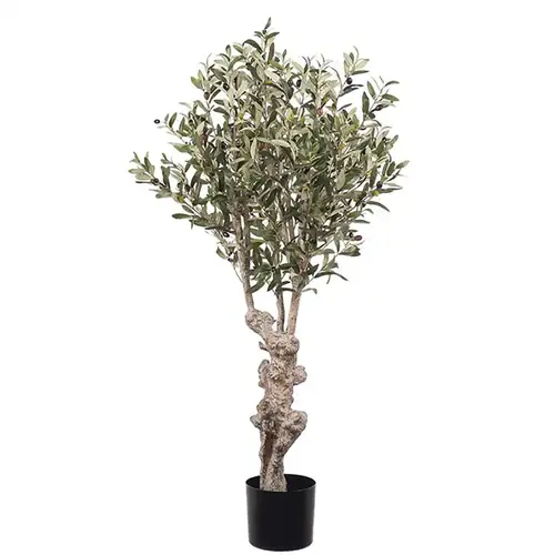 Mr Plant, Oliventræ 120 cm