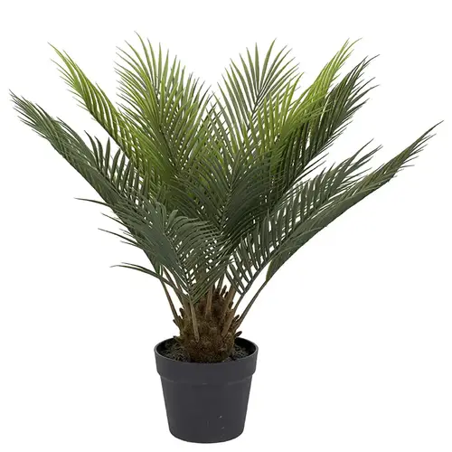 Mr Plant, Cycas Potteplante 60 cm