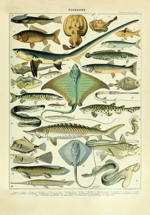 Fiske Plakat - Adolphe Millot