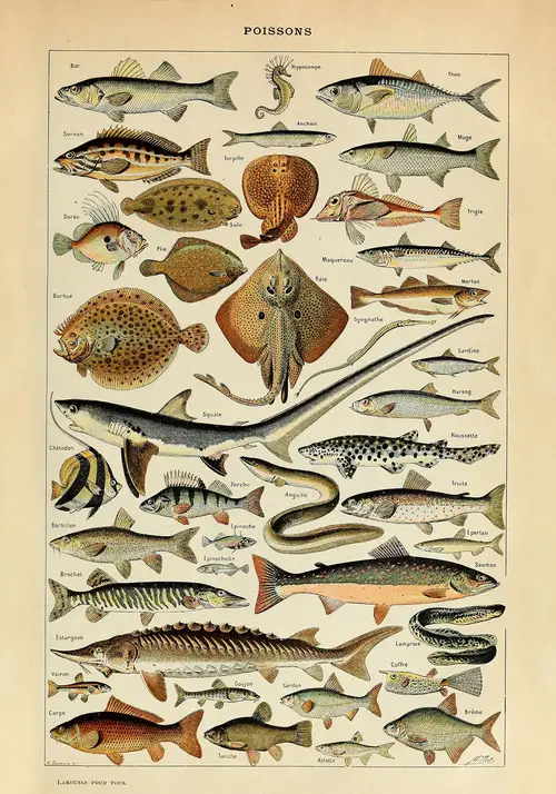 Fisk Adolphe Millot Plakat