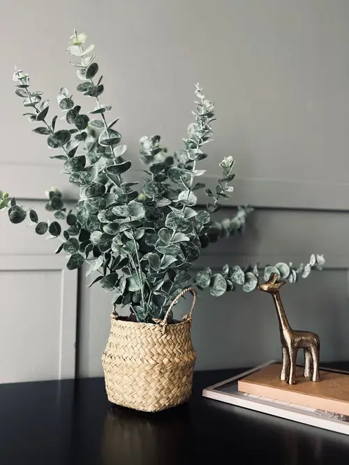 Eucalyptus med kurv