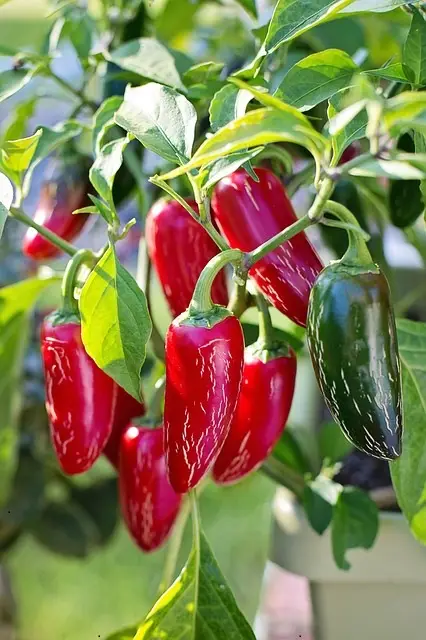 Jalapeno Red