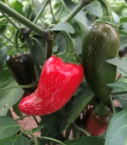 Jalapeno Early