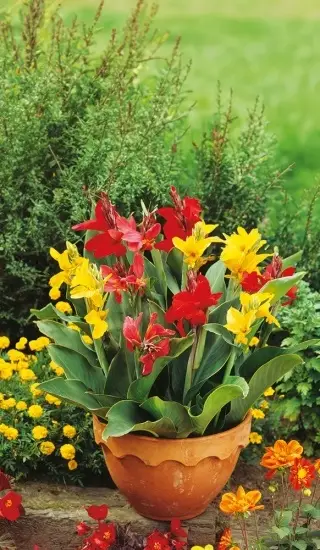 Canna Indica Lilje