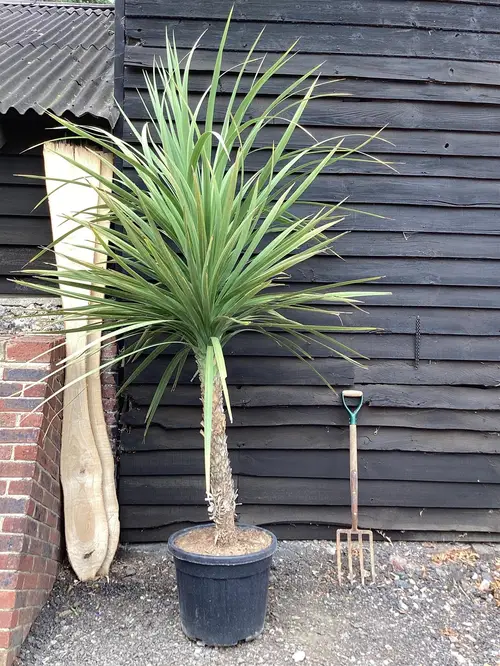 Cordyline Australis