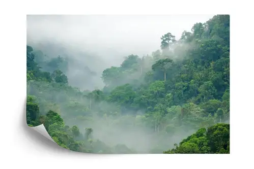 Fototapet - Rainforest morning fog