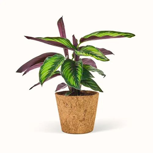 Calathea Beauty Star - Stor (H:25 cm - Ø:11 cm)