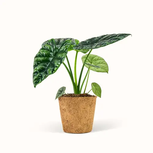 Alocasia Sinuata - Elefantøre - Stor (H:25 cm - Ø:11 cm)