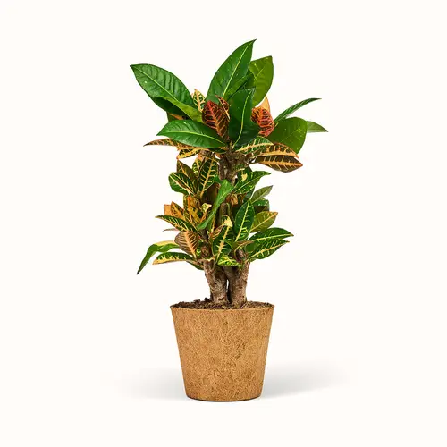 Codiaeum Petra - Kroton - XL (H:50 cm - Ø:17 cm)