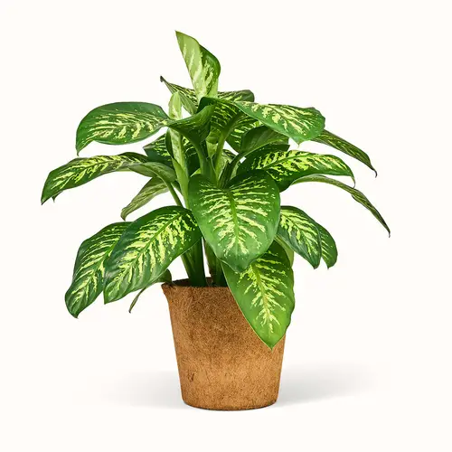 Dieffenbachia Tropic Snow - Dumb Cane - XXL (H:80-100 cm - Ø:24 cm)