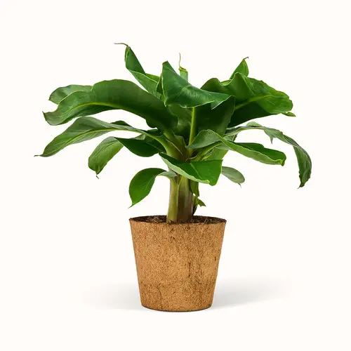 Musa Oriental Dwarf - Bananpalme - XL (H:40 cm - Ø:17 cm)