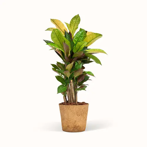 Codiaeum Iceton - Kroton - XL (H:50 cm - Ø:17 cm)