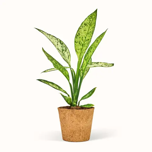 Dieffenbachia Vesuvius - Sigøjnerblad - XL (H:40 CM - Ø:17 CM)