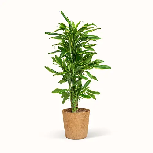 Dracaena Gold Coast - Drageblodstræ - Størrelse: XXL (H:110 CM - Ø:24 CM)