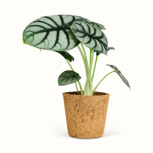 Alocasia Silver Dragon - Stor (H:25 cm - Ø:11 cm)