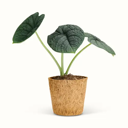 Alocasia Melo - Stor (H:25 cm - Ø:11 cm)