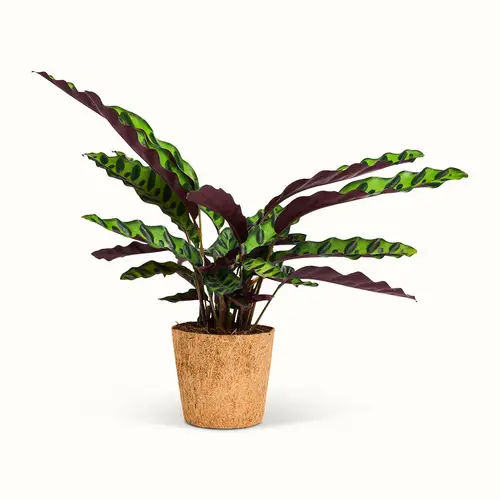 Calathea Insignis  Klapperslangeplante - Stor (H:25 cm - Ø:11 cm)