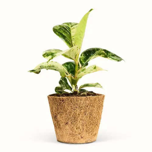 Ficus Elastica Shivereana - Stor (H:25 cm - Ø:11 cm)