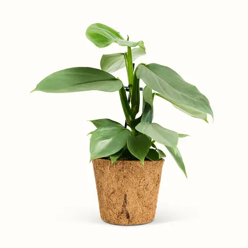 Philodendron Hastatum Silver Sword - Stor (H:30 cm - Ø:11 cm)