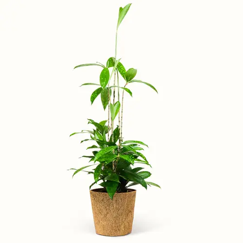 Dracaena Surculosa - XL (H:60 cm - Ø:17 cm)