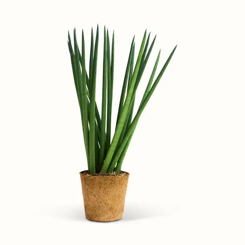 Sansevieria Cylindrica Spaghetti - XL (H:60 cm - Ø:17 cm)