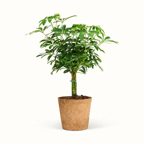 Schefflera Luseana Stem - XL (H:50 cm - Ø:17 cm)