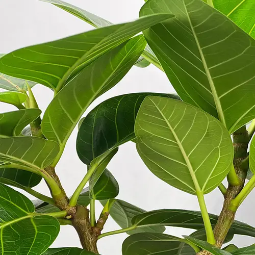 Ficus Altissima - XL (H:50 cm - Ø:17 cm)